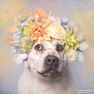 2D26F7FC00000578-3263635-Speaking_out_Saying_that_they_have_a_false_reputation_as_violent-a-25_1444247235002