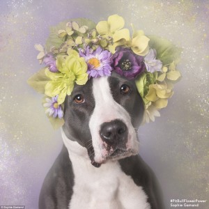 2D26F80400000578-3263635-Her_brood_Sophie_has_snapped_150_dogs_in_shelters_wearing_flower-a-28_1444247235012