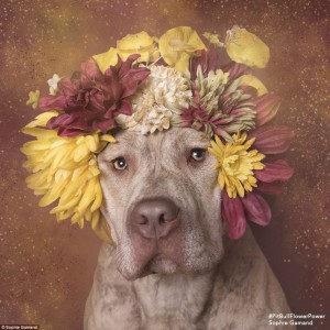 2D26F80800000578-3263635-Pin_up_dog_She_has_also_turned_her_photos_into_a_calendar_with_1-a-32_1444247235196