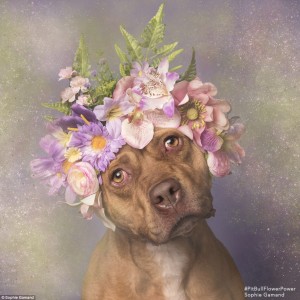 2D26F82000000578-3263635-Too_cute_Sophie_said_she_chose_to_adorn_the_dogs_with_flower_cro-a-36_1444247235394