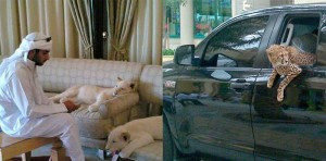 919aa358dbfa21e5321eee1feb1237cb