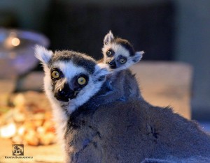 12957381_463263830546472_1620738408_n