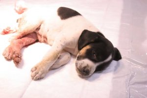 13690650_861798933954855_3657413243865268488_n