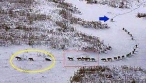 13907041_1073014069402437_858568429073332953_n (1)