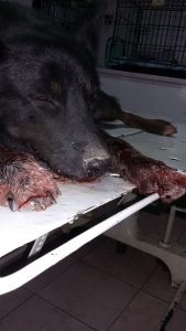 14183677_1160231090690438_7287010474134228287_n