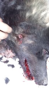 14203371_1160231044023776_470617953800354592_n