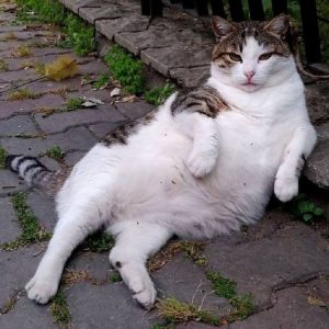 14593332_10206948994114960_1354998140_n