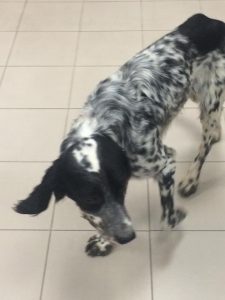 14656444_10209229969520307_667260434398409005_n