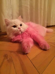 14793888_1804244889790862_1024185909_n