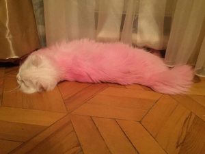 14800836_1804244896457528_126588348_n