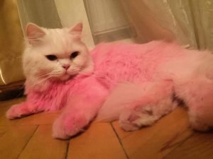 14801213_1804244899790861_1561629697_n