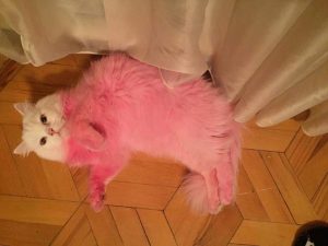 14804851_1804244916457526_1811996752_n