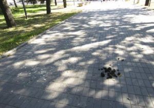 14813701_1344273795597760_496580678_n