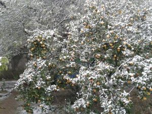 14877643_533459690193552_1936491677_n