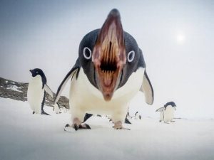 6501610-800-1455188638-15