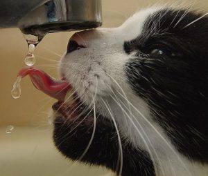 6501910-800-1455188638-9