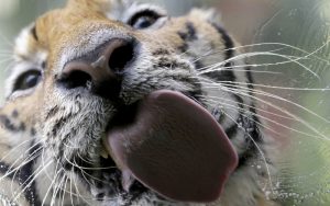 6502110-800-1455188638-14