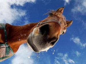 6502160-800-1455188638-12