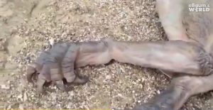 drakoni-gveleshapi-2