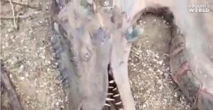 drakoni-gveleshapi-3