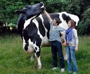 %d0%ba%d0%be%d1%80%d0%be%d0%b2%d0%b0