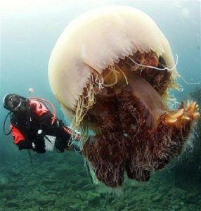 %d0%bc%d0%b5%d0%b4%d1%83%d0%b7%d0%b0