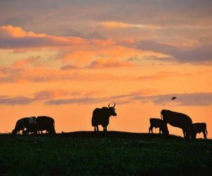 cassiemos7_111116051732