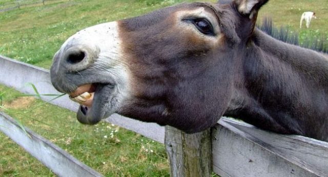 2346702-donkey-fence-nature-outside-70369