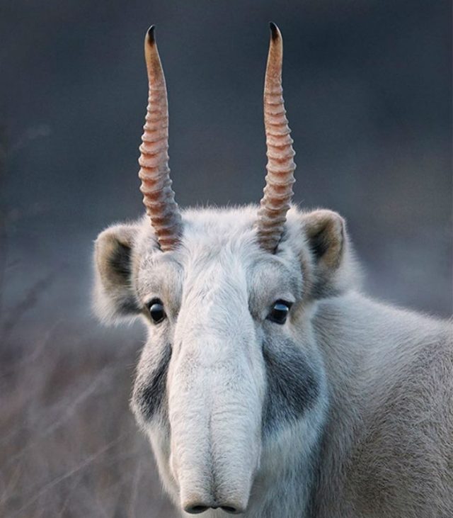 gad