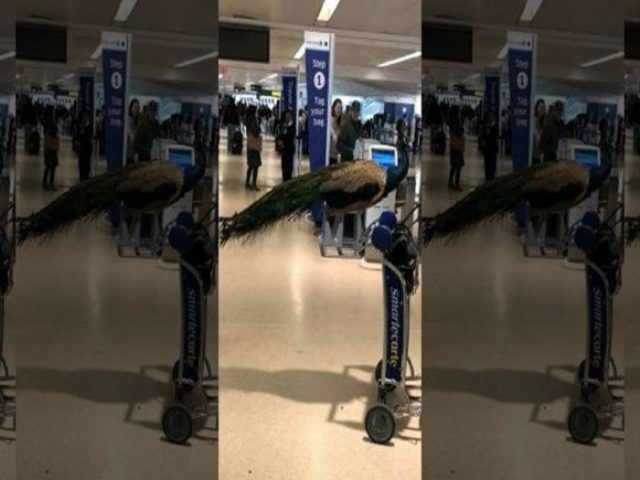 2530F63C-7DA0-4B0C-8EDE-0034C402198D_INLVPF