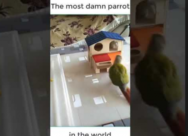 zzauu