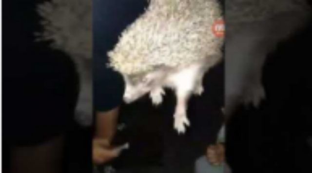 ზღარბ