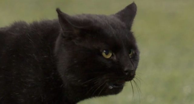 black-cat-nfl-match-interrupted-5dc28d343ef95__700