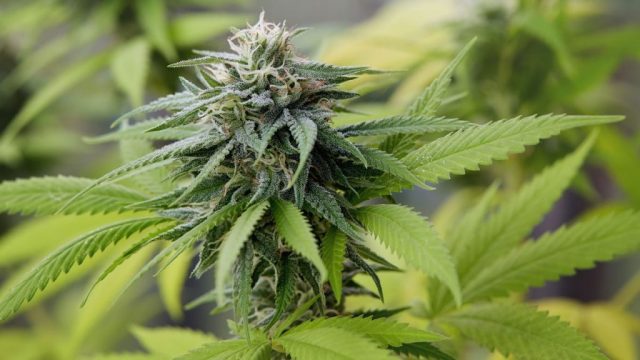 1575454155-marijuana-smoking-1024x576