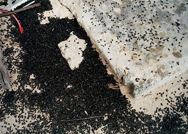 20201205 _insects_thenation (1)