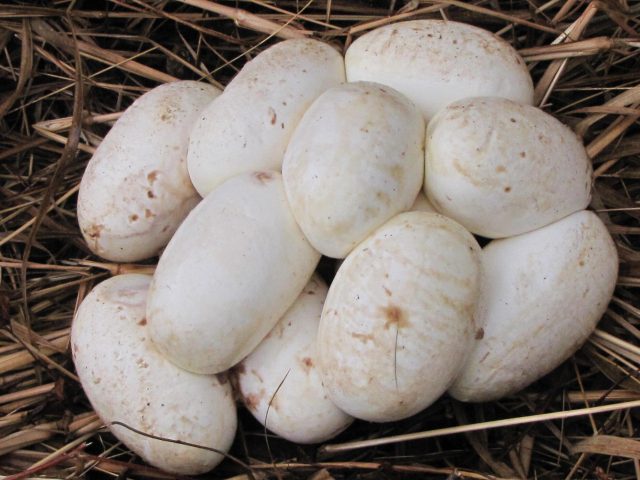 img_how_to_identify_snake_eggs_properly_8575_orig