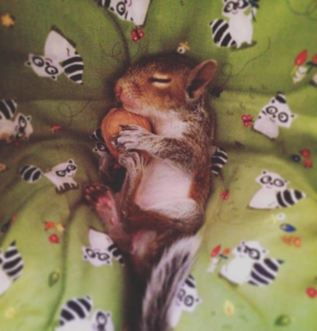 Newborn-squirrel-is-found-and-the-family-could-not-imagine-how-cute-it-would-become-5bebed8dd6806__700